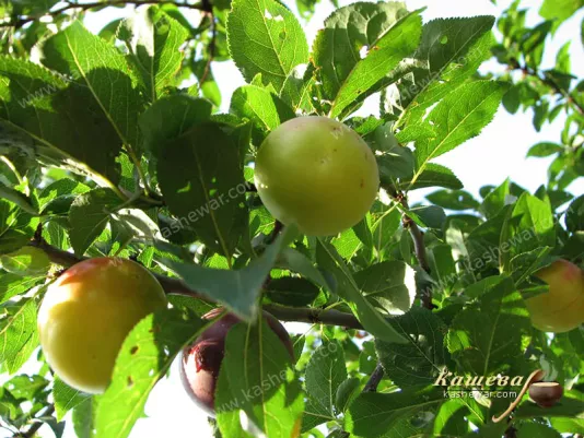 Стиглі плоди аличі на гілці дерева