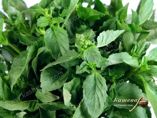 Fresh green basil