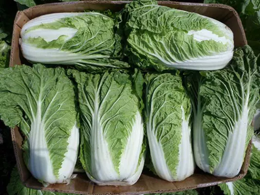 Fresh Chinese cabbage
