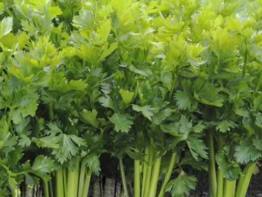 Fresh green celery leaves in close-up view