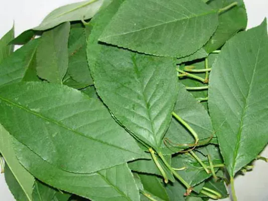 Свіже зелене листя вишні