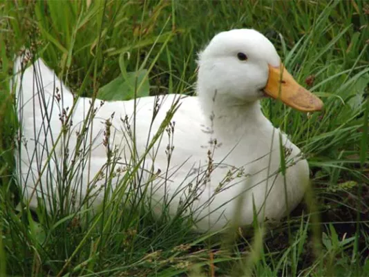 Duck