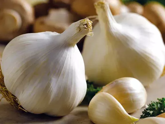 Ripe garlic bulbs on a wooden board