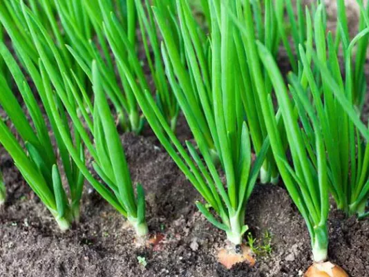 Fresh green onion