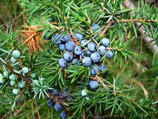 Ripe juniper berries