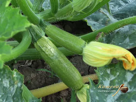 Fresh light green zucchini