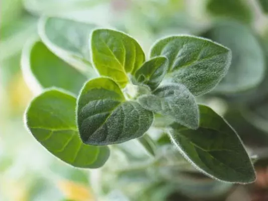 Marjoram