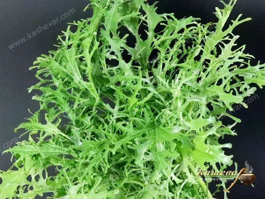 Mizuna leaves