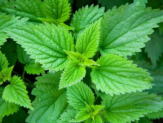 Fresh nettle greens