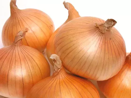 Fresh onion on the kitchen table