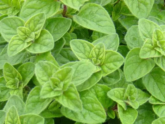 Fresh oregano with green leaves
