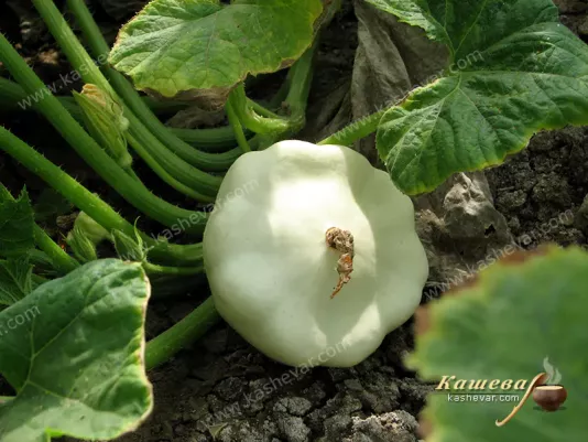 Pattypan squash