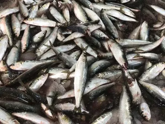 Свіжа сардина