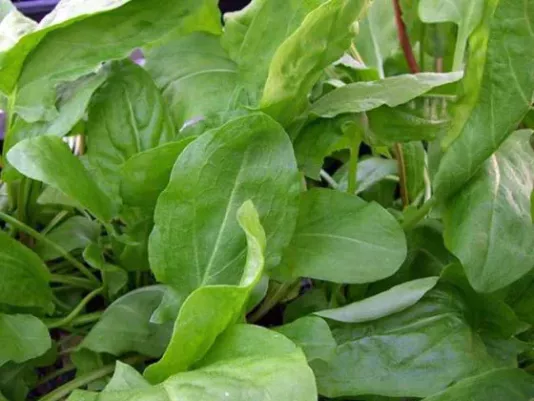 Fresh green sorrel leaves