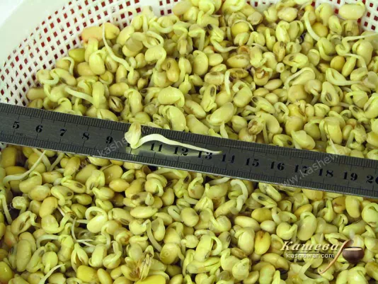 Fresh soybean sprouts