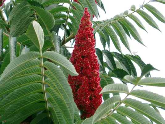 Ripe purple sumac berries on a branch
