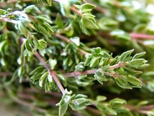 A fresh sprig of thyme