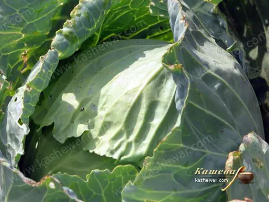 Fresh white cabbage