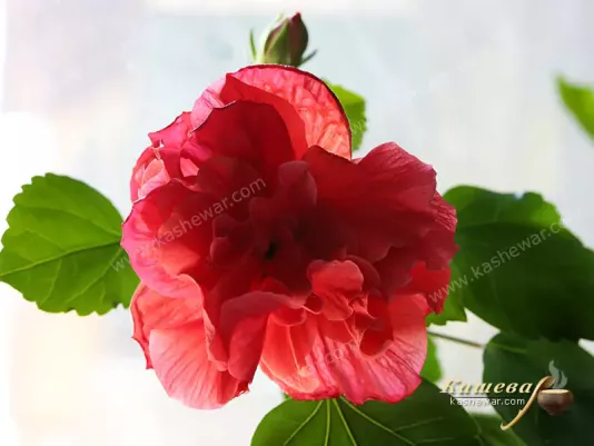 Hibiscus